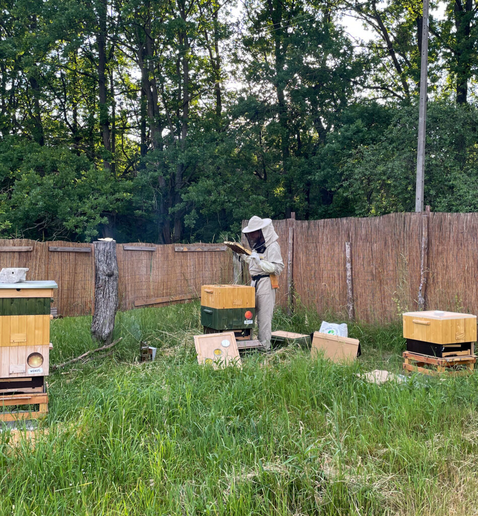 IMG 3423 pszczoly 949x1024 - 8 sierpnia: wielki dzień malutkich owadów
